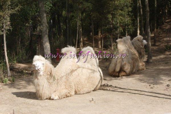 2007-Kunming -Visit Animal Park at Top Model of the World 